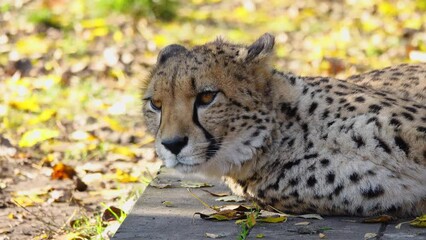 Poster - portrait of a cheetah in natural habitat