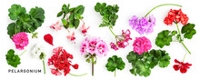 Geranium Flowers Collection Isolated On White Background.