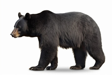 brown bear isolated on white