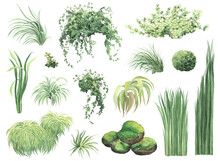Floral Set Of Green Grasses, Wild Plants, Stones With Moss, Climbing Plants And Bushes, Watercolor Isolated Illustration For Your Design Textile, Nature Print, Summer Cards Or Wallpapers.