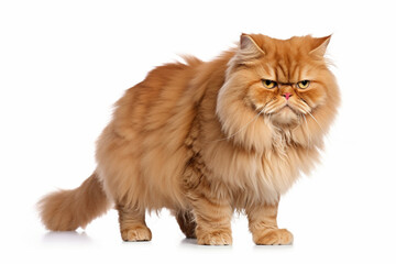 Poster - Close up of a Garfield cat on a white background