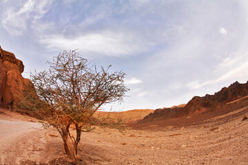 Poster - Dramatic Black canyon in Israel