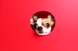 Portrait of a cute Chihuahua dog isolated on minimalist background with copy space/negative space