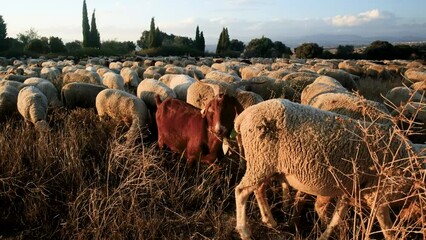 Wall Mural - Herd of sheep and goats grazing on a field