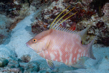 Wall Mural - Juvenile hogfish swimming in the reef