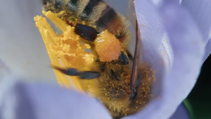 Wall Mural - Bee pollinating on a vibrant flower