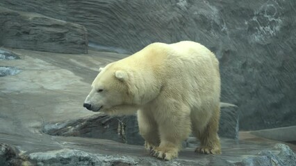 Poster - Closeup view of white bear looking around cliffs