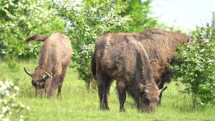 Sticker - Group of adorable bison eating grass in a green field