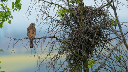 Wall Mural - Majestic kestrel bird on a tree branch next to a nest