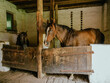 two horses in a stable, countryside farm lifestyle
