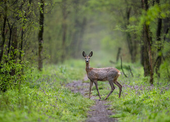 Poster - Deer staring at the camera in a green forest