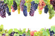 Frame grape fruit isolated 