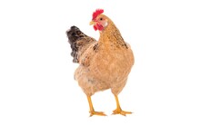 Isolated Image Of Chicken In A White Background - Clipping Path.