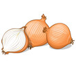 onion on white background vector illustration