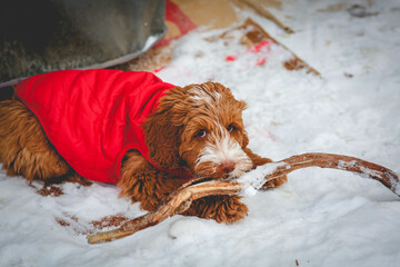 Wall Mural - Closeup of an adorable Goldendoodle playing with stick lying in the snow