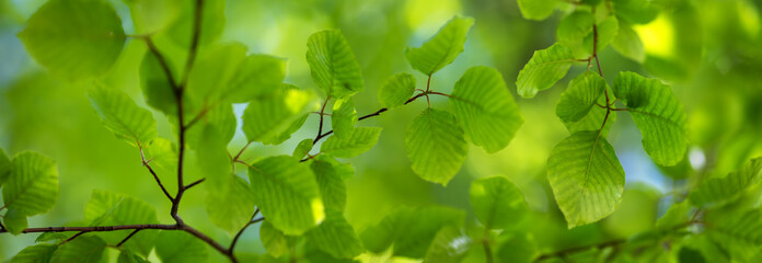Panoramic background with fresh young foliage of the tree.