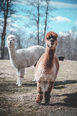 Poster - Vertical closeup shot of brown and white alpacas in highlands of Sweden