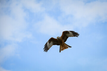 Poster - Scenic view of a red kite flying in the cloudy sky in Rhayader, Wales