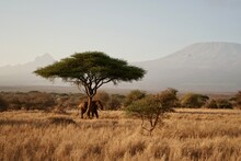 Elephant Under Acacia Tree In Nature
