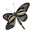 Zebra longwing  buterfly. Watercolor with transparent background. Generative AI