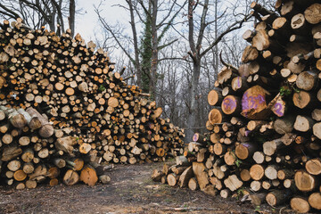 Wall Mural - Coupe de bois de chauffage en forêt en Ile-de-France