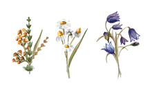 A Set Of Three Bouquets Of Wild Flowers: White Daisies And Blue Bells. Hand Drawn Watercolor Illustration Isolated On White Background