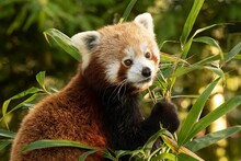 Closeup Shot Of A Cute Red Panda (Ailurus Fulgens) Holding Fresh Bamboo Leaves