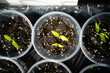 Eggplant seedling close-up. Germination of vegetable seeds in plastic cups on the windowsill in spring