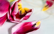 Petals of beautiful purple tulips close-up