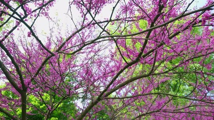 Sticker - The branches of Judas tree in blossom, Arboretum Oleksandria, Ukraine