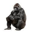 gorilla sitting on isolated