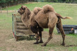 Camel near a hay bale in a meadow near the little village of La Motte-Ternant in the French region of the Bourgogne