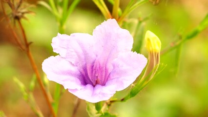 Wall Mural - Purple flower with sunlight in the garden, Chiangmai Thailand