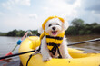 cute little white dog practicing rafting wearing a vest inside a yellow dinghy, Generative AI