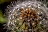 Fototapeta Dmuchawce - Close-up of a dandelion seed head, the intricate, delicate structure of the seeds poised to disperse on a gentle spring breeze.