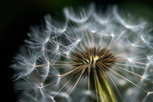 Close-up Of A Dandelion Seed Head, The Intricate, Delicate Structure Of The Seeds Poised To Disperse On A Gentle Spring Breeze.