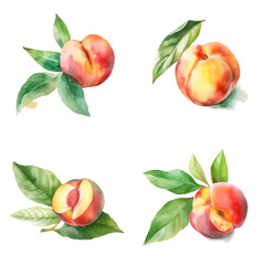 Wall Mural - Watercolour peaches on white background, AI generated art.