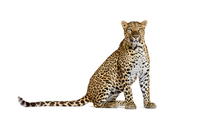 Side view of a Spotted leopard sitting in front and looking away, isolated on white