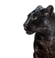 Wall Mural - head shot of a black panther looking away, profile, panthera pardus, isolated on white