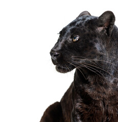 Wall Mural - head shot of a black panther looking away, profile, panthera pardus, isolated on white