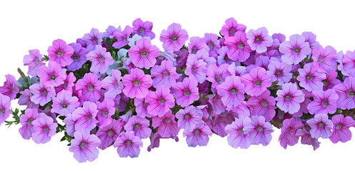 Poster - Surfinia mauve à la floraison éclatante	