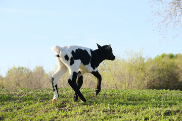 Wall Mural - Spotted beef calf walking in Texas spring field closeup.