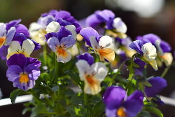 Kolorowe bratki, wiosenne kwitnące kwiaty do ogrodu, kwiaty na tło, kartka z kwiatami. Colorful pansies, spring flowers for the garden, pansy flowers, background or card.

