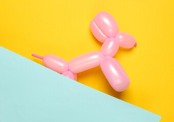 Pink balloon in the shape of a dog on a blue yellow background. Top view