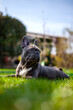 Eine französische Bulldogge liegt  auf dem Rasen.