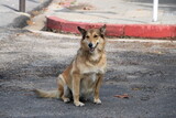 Fototapeta Psy - friendly brown dog sitting on street pavement