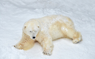 Wall Mural - polar bear in the snow