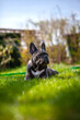 Eine französische Bulldogge liegt müde auf dem Rasen