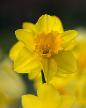 Flowers Of Narcissus 'Carlton' In A Garden In Spring