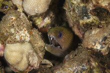A Close-up Underwater View Of A Yellowmargin Moray Eel (Gymnothorax Flavimarginatus); Wailea, Maui, Hawaii, United States Of America
